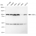 LifeSab™ KD-Validated CSE1L Rabbit mAb (20 μl)