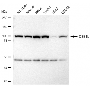 LifeSab™ KD-Validated CSE1L Rabbit mAb (20 μl)