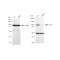 LifeSab™ KD-Validated CSE1L Rabbit mAb (20 μl)