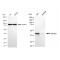 LifeSab™ KD-Validated ABHD5 Rabbit mAb (20 μl)