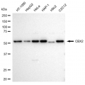 LifeSab™ KD-Validated CBX2 Rabbit mAb (20 μl)