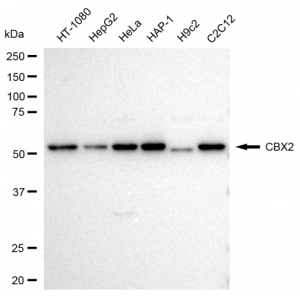 LifeSab™ KD-Validated CBX2 Rabbit mAb (20 μl)