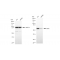 LifeSab™ KD-Validated CBX2 Rabbit mAb (20 μl)