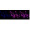 LifeSab™ KD-Validated ANP32B Rabbit mAb (20 μl)