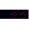 LifeSab™ KD-Validated ALPI Rabbit mAb (20 μl)