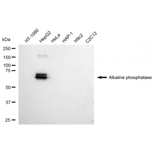 LifeSab™ KD-Validated ALPI Rabbit mAb (20 μl)