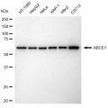 LifeSab™ KD-Validated ABCE1 Rabbit mAb (20 μl)