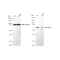 LifeSab™ KD-Validated ABCE1 Rabbit mAb (20 μl)