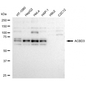 LifeSab™ KD-Validated ACBD3 Rabbit mAb (20 μl)