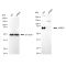 LifeSab™ KD-Validated ACBD3 Rabbit mAb (20 μl)