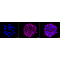 LifeSab™ KD-Validated COX IV Rabbit mAb (20 μl)