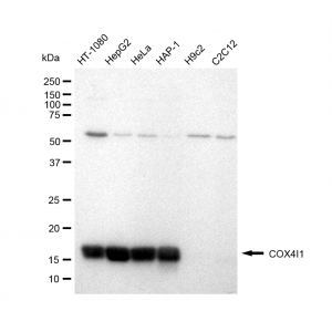 LifeSab™ KD-Validated COX IV Rabbit mAb (20 μl)