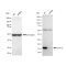 LifeSab™ KD-Validated COX IV Rabbit mAb (20 μl)