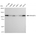 LifeSab™ KD-Validated ARHGEF2 Rabbit mAb (20 μl)