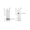 LifeSab™ KD-Validated ARHGEF2 Rabbit mAb (20 μl)