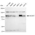 LifeSab™ KD-Validated BCAR1 Rabbit mAb (20 μl)