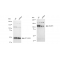 LifeSab™ KD-Validated BCAR1 Rabbit mAb (20 μl)