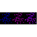 LifeSab™ KD-Validated CSNK2B Rabbit mAb (20 μl)