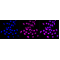 LifeSab™ KD-Validated CSNK2B Rabbit mAb (20 μl)