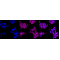 LifeSab™ KD-Validated APBB1 Rabbit mAb (20 μl)