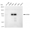 LifeSab™ KD-Validated APBB1 Rabbit mAb (20 μl)