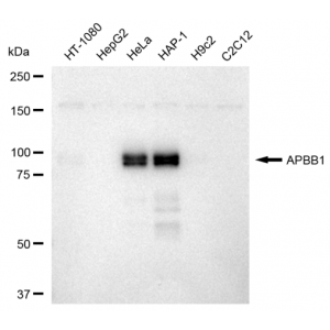 LifeSab™ KD-Validated APBB1 Rabbit mAb (20 μl)