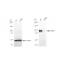 LifeSab™ KD-Validated APBB1 Rabbit mAb (20 μl)