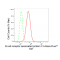 LifeSab™ KD-Validated BCAP31 Rabbit mAb (20 μl)