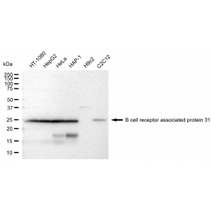 LifeSab™ KD-Validated BCAP31 Rabbit mAb (20 μl)