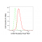 LifeSab™ KD-Validated CHAF1B Rabbit mAb (20 μl)