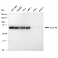 LifeSab™ KD-Validated CHAF1B Rabbit mAb (20 μl)