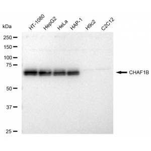 LifeSab™ KD-Validated CHAF1B Rabbit mAb (20 μl)