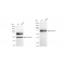 LifeSab™ KD-Validated CHAF1B Rabbit mAb (20 μl)