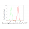 LifeSab™ KD-Validated CBFB Rabbit mAb (20 μl)