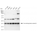 LifeSab™ KD-Validated CBFB Rabbit mAb (20 μl)