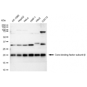 LifeSab™ KD-Validated CBFB Rabbit mAb (20 μl)