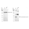 LifeSab™ KD-Validated CBFB Rabbit mAb (20 μl)