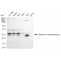 LifeSab™ KD-Validated COMT Rabbit mAb (20 μl)