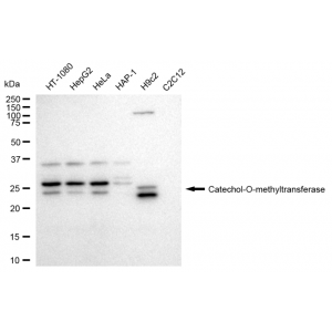 LifeSab™ KD-Validated COMT Rabbit mAb (20 μl)