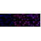 LifeSab™ KD-Validated CBS Rabbit mAb (20 μl)