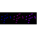 LifeSab™ KD-Validated CD105 Rabbit mAb (20 μl)