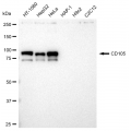 LifeSab™ KD-Validated CD105 Rabbit mAb (20 μl)