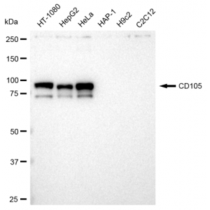 LifeSab™ KD-Validated CD105 Rabbit mAb (20 μl)