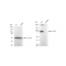 LifeSab™ KD-Validated CD105 Rabbit mAb (20 μl)