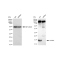 LifeSab™ KD-Validated AP2S1 Rabbit mAb (20 μl)