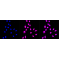 LifeSab™ KD-Validated CAPNS1 Rabbit mAb (20 μl)