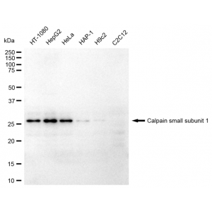 LifeSab™ KD-Validated CAPNS1 Rabbit mAb (20 μl)