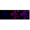 LifeSab™ KD-Validated CD97 Rabbit mAb (20 μl)