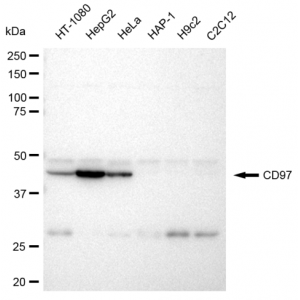 LifeSab™ KD-Validated CD97 Rabbit mAb (20 μl)