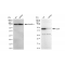 LifeSab™ KD-Validated CD97 Rabbit mAb (20 μl)